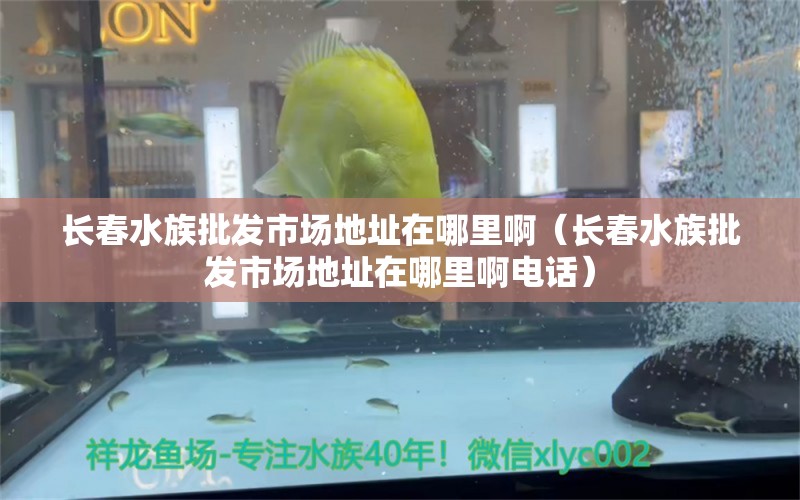 長春水族批發(fā)市場地址在哪里啊（長春水族批發(fā)市場地址在哪里啊電話）