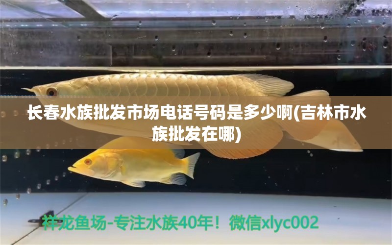 長春水族批發(fā)市場電話號碼是多少啊(吉林市水族批發(fā)在哪) 觀賞魚水族批發(fā)市場