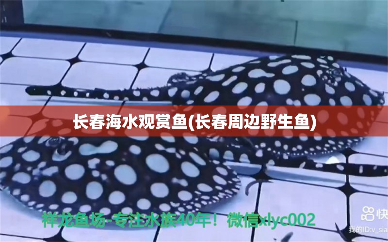 長春海水觀賞魚(長春周邊野生魚) 泰國虎魚