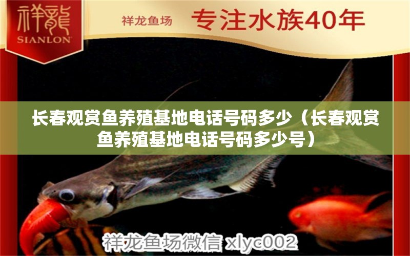 長春觀賞魚養(yǎng)殖基地電話號碼多少（長春觀賞魚養(yǎng)殖基地電話號碼多少號）