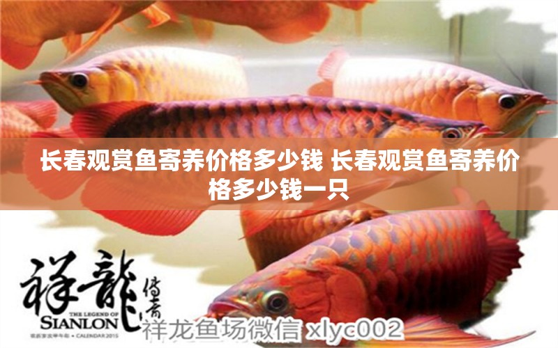 長春觀賞魚寄養(yǎng)價(jià)格多少錢 長春觀賞魚寄養(yǎng)價(jià)格多少錢一只