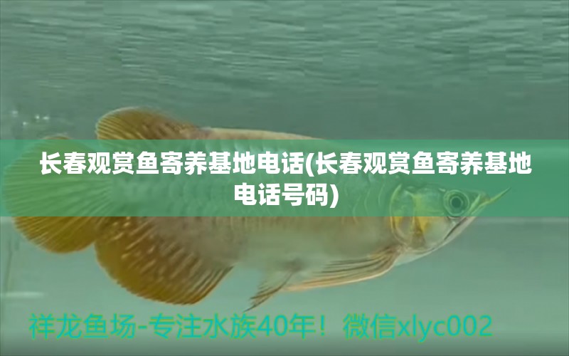 長春觀賞魚寄養(yǎng)基地電話(長春觀賞魚寄養(yǎng)基地電話號碼) 白子銀龍魚苗