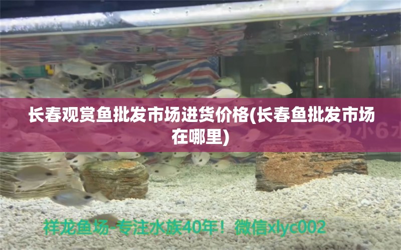 長春觀賞魚批發(fā)市場(chǎng)進(jìn)貨價(jià)格(長春魚批發(fā)市場(chǎng)在哪里) 觀賞魚批發(fā)