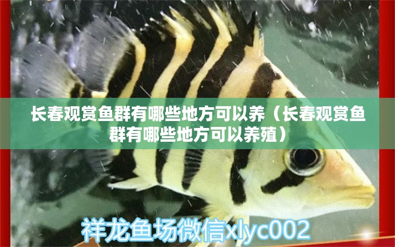 長(zhǎng)春觀賞魚群有哪些地方可以養(yǎng)（長(zhǎng)春觀賞魚群有哪些地方可以養(yǎng)殖） 祥龍水族醫(yī)院