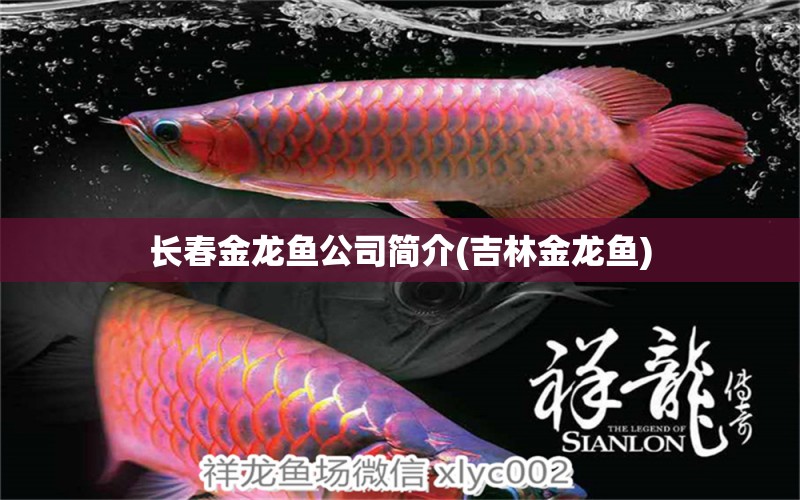 長春金龍魚公司簡介(吉林金龍魚) 稀有紅龍品種