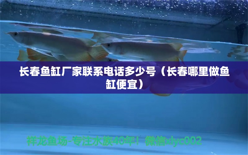 長春魚缸廠家聯(lián)系電話多少號(hào)（長春哪里做魚缸便宜） 野生埃及神仙魚