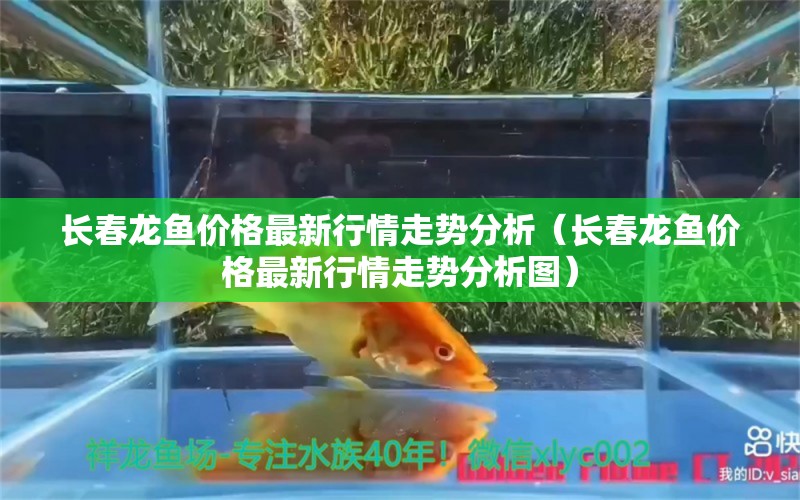 長春龍魚價格最新行情走勢分析（長春龍魚價格最新行情走勢分析圖）