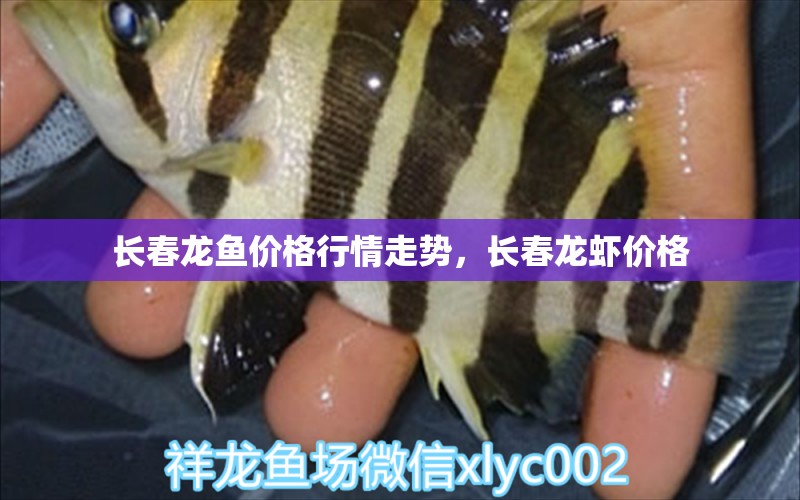 長春龍魚價格行情走勢，長春龍蝦價格 薩伊藍(lán)魚