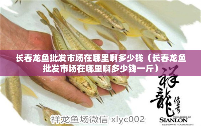 長春龍魚批發(fā)市場在哪里啊多少錢（長春龍魚批發(fā)市場在哪里啊多少錢一斤）