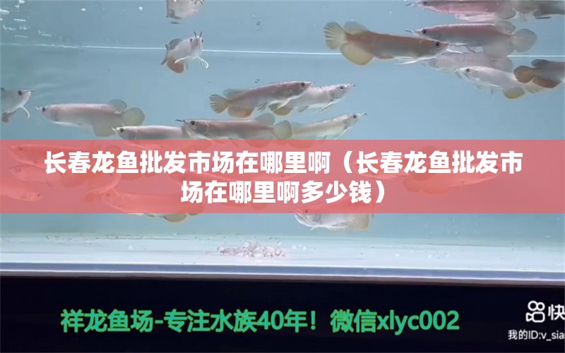 長春龍魚批發(fā)市場在哪里?。ㄩL春龍魚批發(fā)市場在哪里啊多少錢） 龍魚批發(fā)