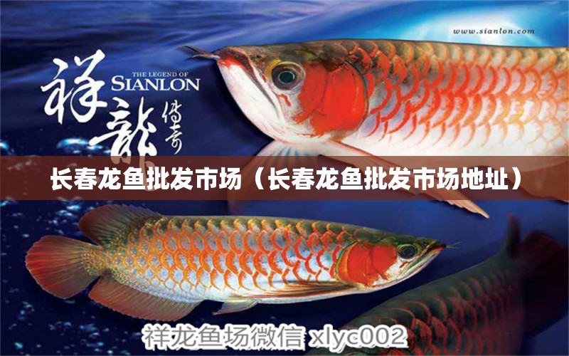 長春龍魚批發(fā)市場（長春龍魚批發(fā)市場地址） 龍魚批發(fā)