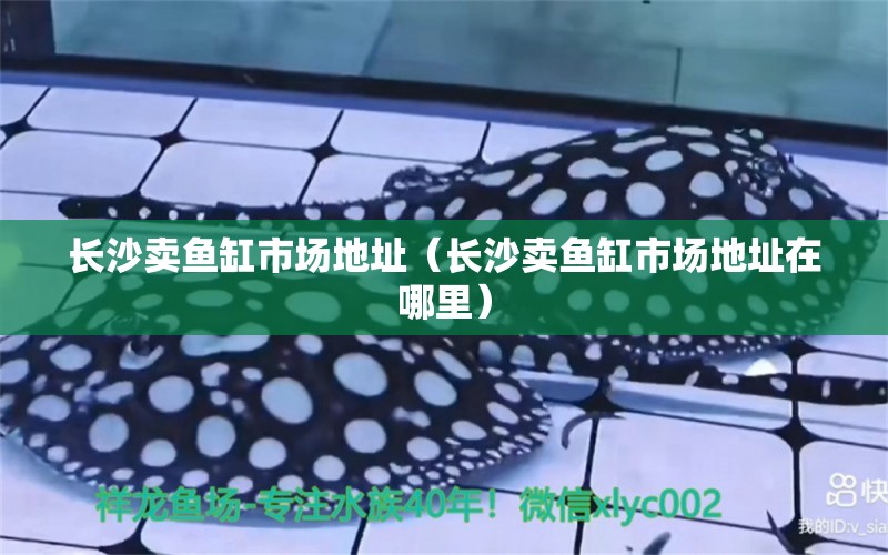 長沙賣魚缸市場地址（長沙賣魚缸市場地址在哪里） 其他品牌魚缸