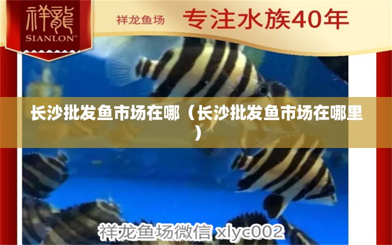 長沙批發(fā)魚市場在哪（長沙批發(fā)魚市場在哪里）