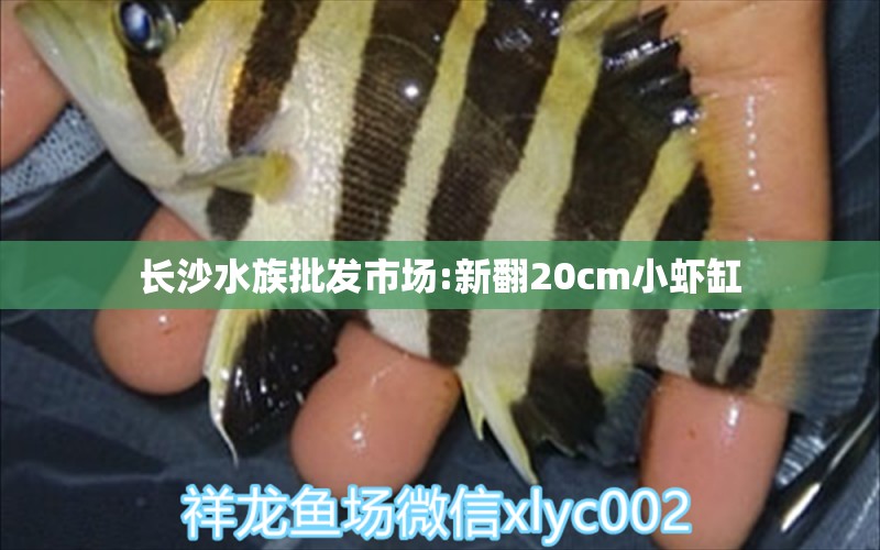 長沙水族批發(fā)市場:新翻20cm小蝦缸 觀賞魚水族批發(fā)市場