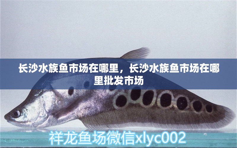 長沙水族魚市場在哪里，長沙水族魚市場在哪里批發(fā)市場 黑白雙星