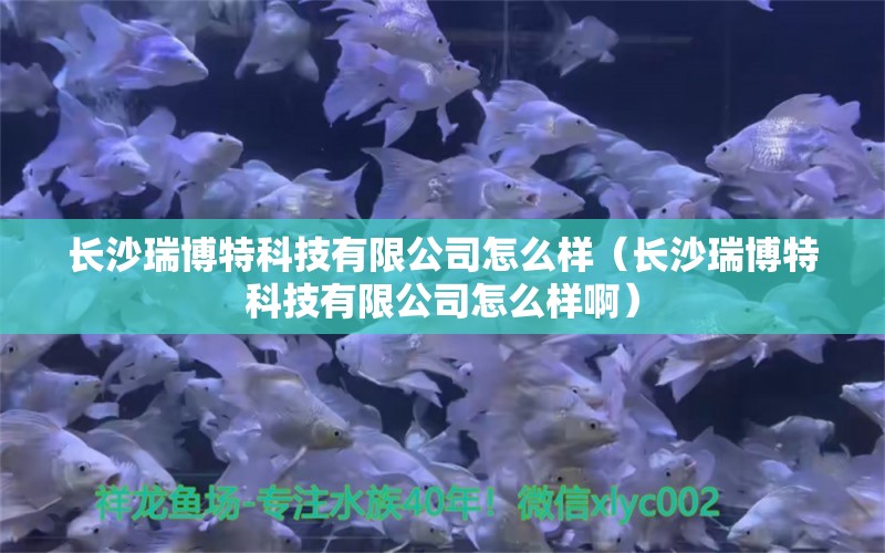 長(zhǎng)沙瑞博特科技有限公司怎么樣（長(zhǎng)沙瑞博特科技有限公司怎么樣?。? title=