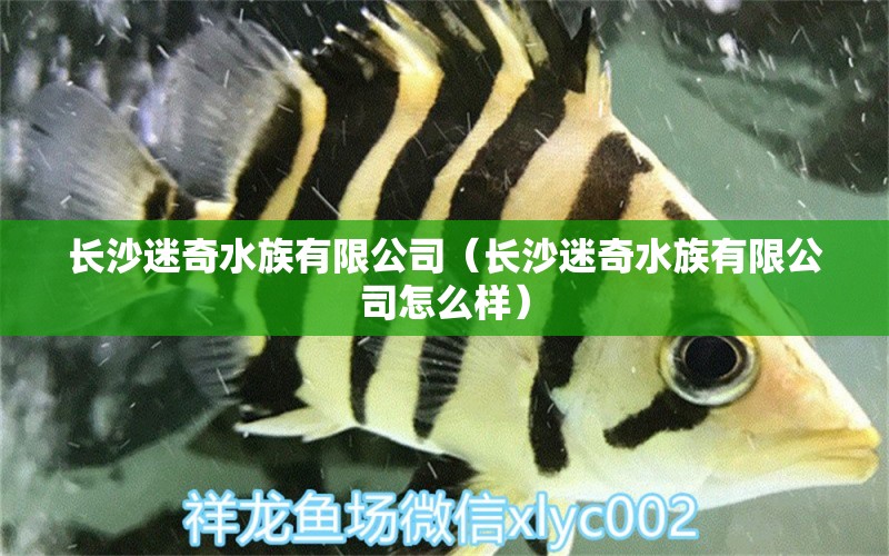 長沙迷奇水族有限公司（長沙迷奇水族有限公司怎么樣）