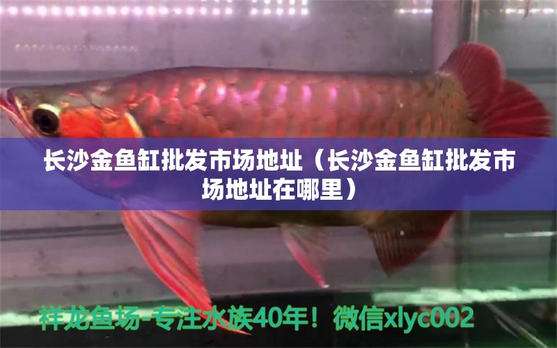 長沙金魚缸批發(fā)市場地址（長沙金魚缸批發(fā)市場地址在哪里） 其他品牌魚缸 第1張