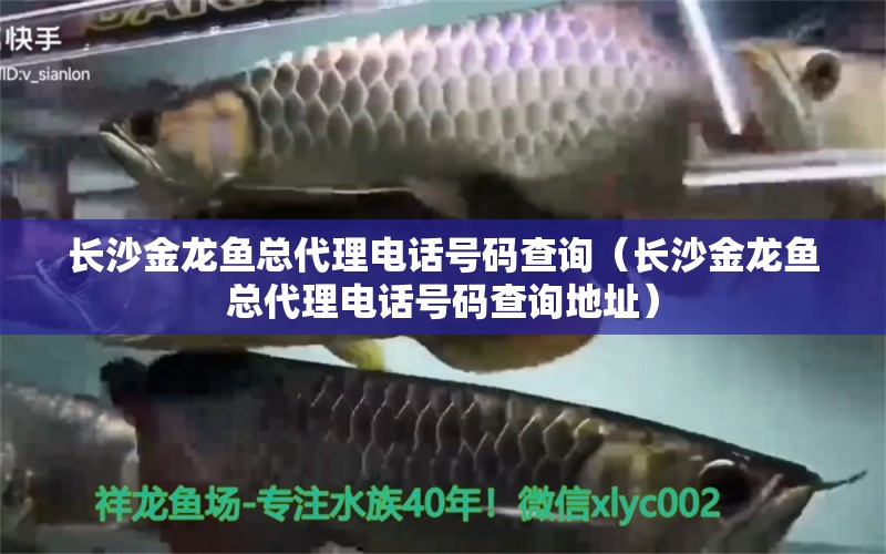 長沙金龍魚總代理電話號碼查詢（長沙金龍魚總代理電話號碼查詢地址）