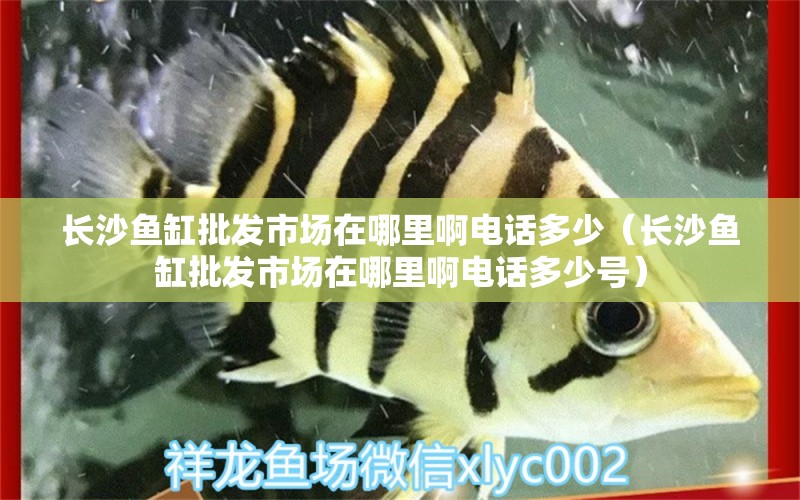 長(zhǎng)沙魚缸批發(fā)市場(chǎng)在哪里啊電話多少（長(zhǎng)沙魚缸批發(fā)市場(chǎng)在哪里啊電話多少號(hào)）