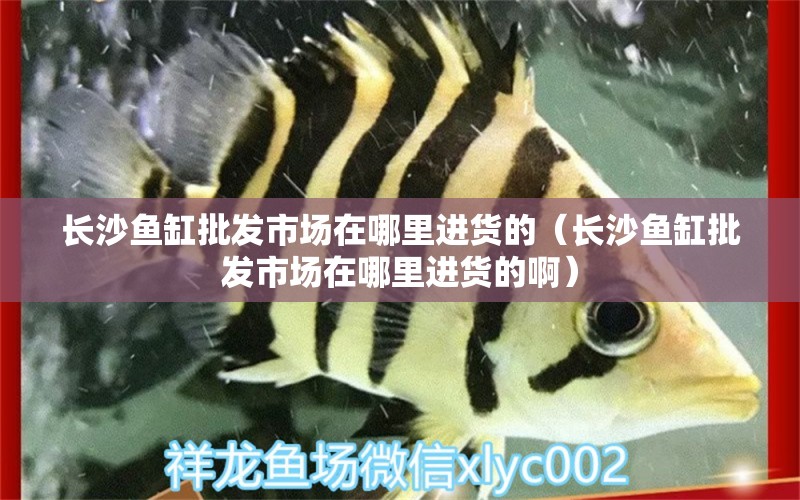 長沙魚缸批發(fā)市場在哪里進貨的（長沙魚缸批發(fā)市場在哪里進貨的?。? title=