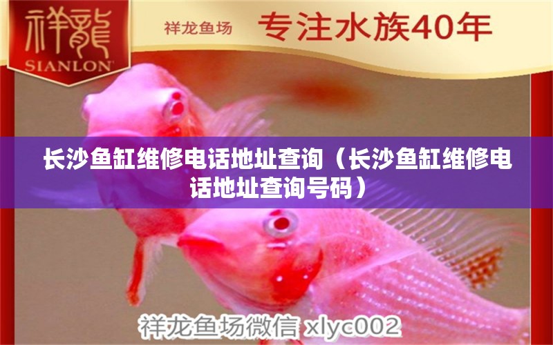 長(zhǎng)沙魚缸維修電話地址查詢（長(zhǎng)沙魚缸維修電話地址查詢號(hào)碼） 黃金斑馬魚