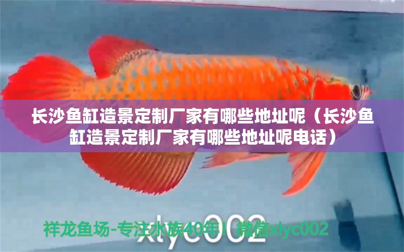 長沙魚缸造景定制廠家有哪些地址呢（長沙魚缸造景定制廠家有哪些地址呢電話） 短身紅龍魚