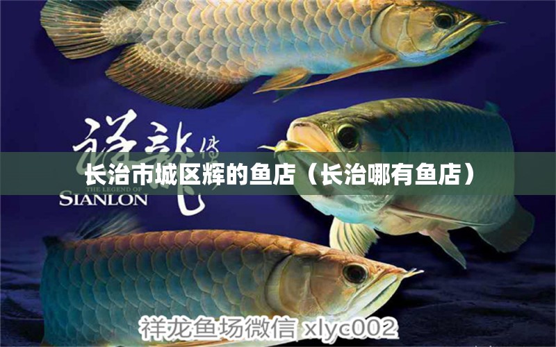 長治市城區(qū)輝的魚店（長治哪有魚店） 全國水族館企業(yè)名錄