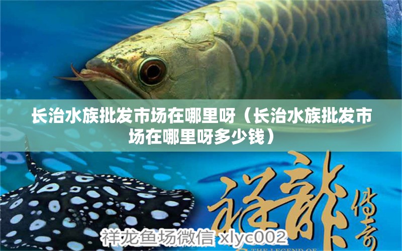 長(zhǎng)治水族批發(fā)市場(chǎng)在哪里呀（長(zhǎng)治水族批發(fā)市場(chǎng)在哪里呀多少錢） 觀賞魚水族批發(fā)市場(chǎng)