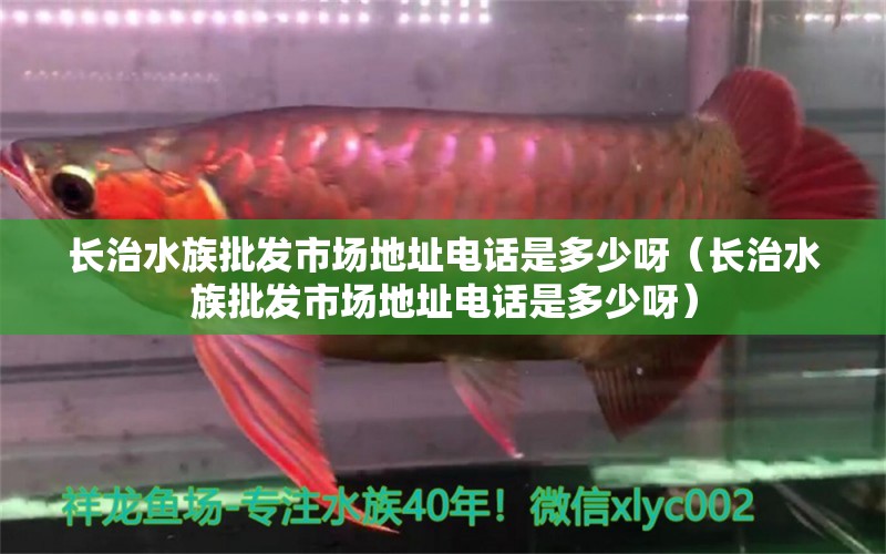 長治水族批發(fā)市場地址電話是多少呀（長治水族批發(fā)市場地址電話是多少呀）