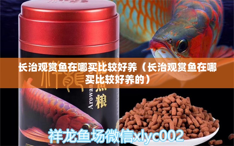 長(zhǎng)治觀賞魚在哪買比較好養(yǎng)（長(zhǎng)治觀賞魚在哪買比較好養(yǎng)的） 祥龍水族醫(yī)院