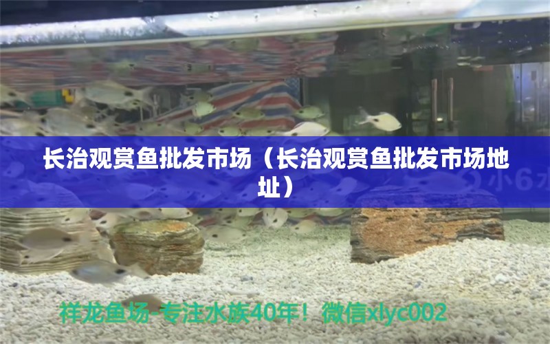 長治觀賞魚批發(fā)市場（長治觀賞魚批發(fā)市場地址）