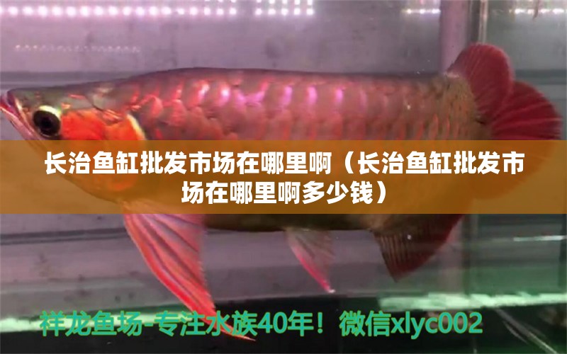 長(zhǎng)治魚缸批發(fā)市場(chǎng)在哪里啊（長(zhǎng)治魚缸批發(fā)市場(chǎng)在哪里啊多少錢） 其他品牌魚缸