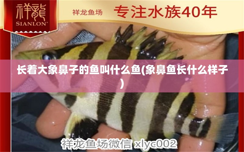 長(zhǎng)著大象鼻子的魚叫什么魚(象鼻魚長(zhǎng)什么樣子) 龍魚疾病與治療