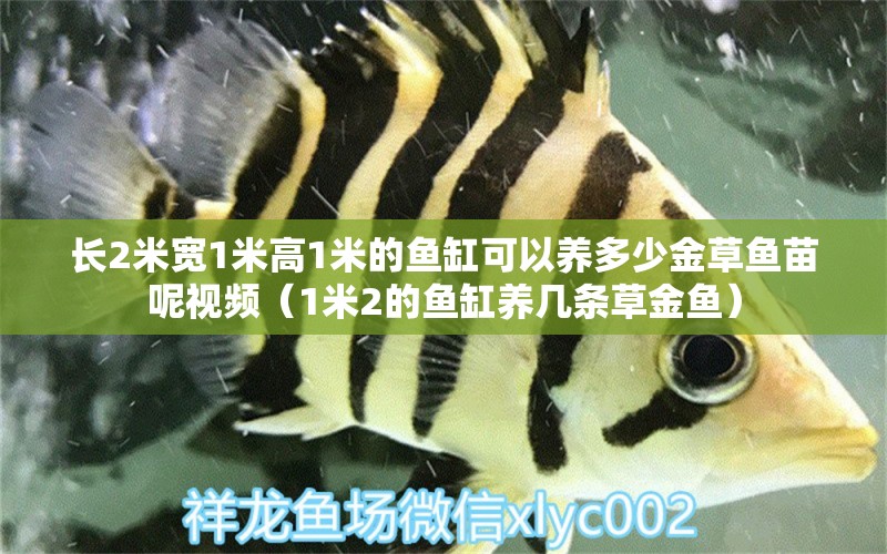 長2米寬1米高1米的魚缸可以養(yǎng)多少金草魚苗呢視頻（1米2的魚缸養(yǎng)幾條草金魚） 其他品牌魚缸