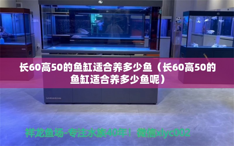 長60高50的魚缸適合養(yǎng)多少魚（長60高50的魚缸適合養(yǎng)多少魚呢） 祥龍水族醫(yī)院