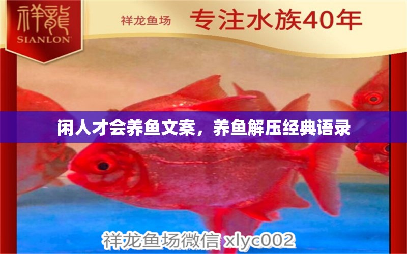 閑人才會(huì)養(yǎng)魚文案，養(yǎng)魚解壓經(jīng)典語(yǔ)錄