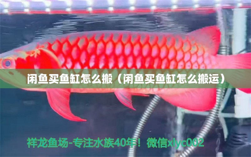 閑魚買魚缸怎么搬（閑魚買魚缸怎么搬運）