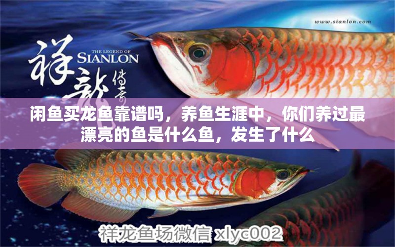 閑魚買龍魚靠譜嗎，養(yǎng)魚生涯中，你們養(yǎng)過最漂亮的魚是什么魚，發(fā)生了什么