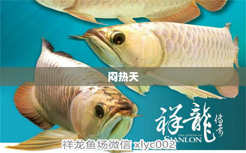 悶熱天 黃金貓魚