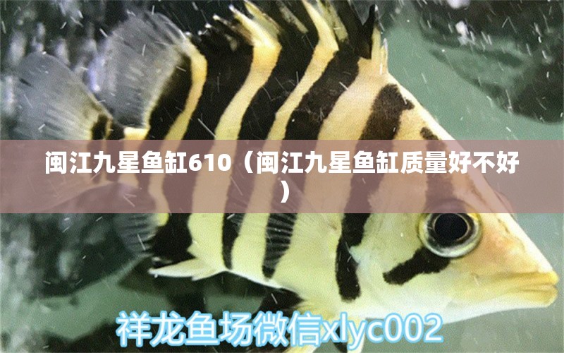 閩江九星魚缸610（閩江九星魚缸質(zhì)量好不好） 觀賞魚市場(chǎng)（混養(yǎng)魚）