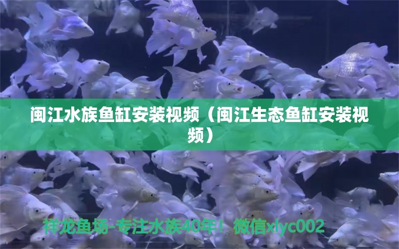 閩江水族魚缸安裝視頻（閩江生態(tài)魚缸安裝視頻） 祥龍水族醫(yī)院