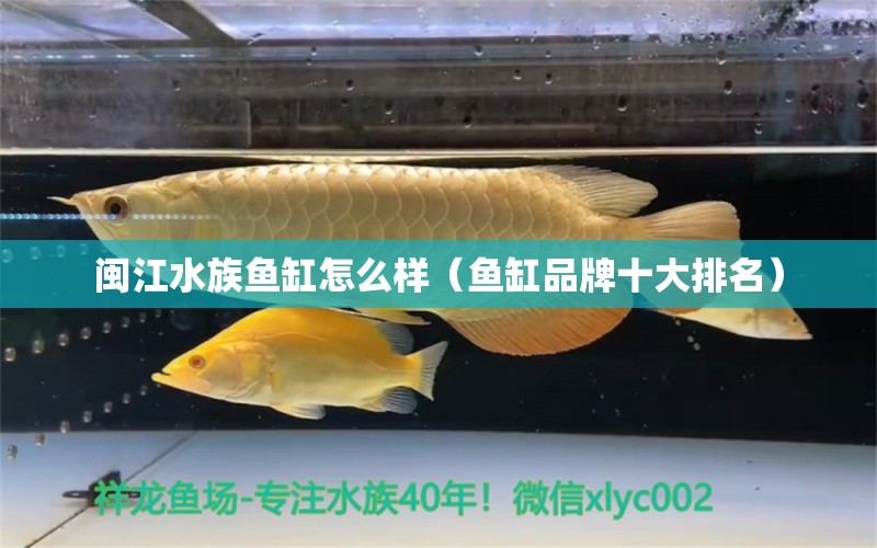 閩江水族魚缸怎么樣（魚缸品牌十大排名）