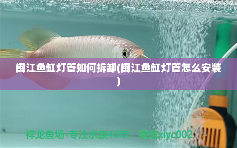 閩江魚缸燈管如何拆卸(閩江魚缸燈管怎么安裝) 非洲象鼻魚