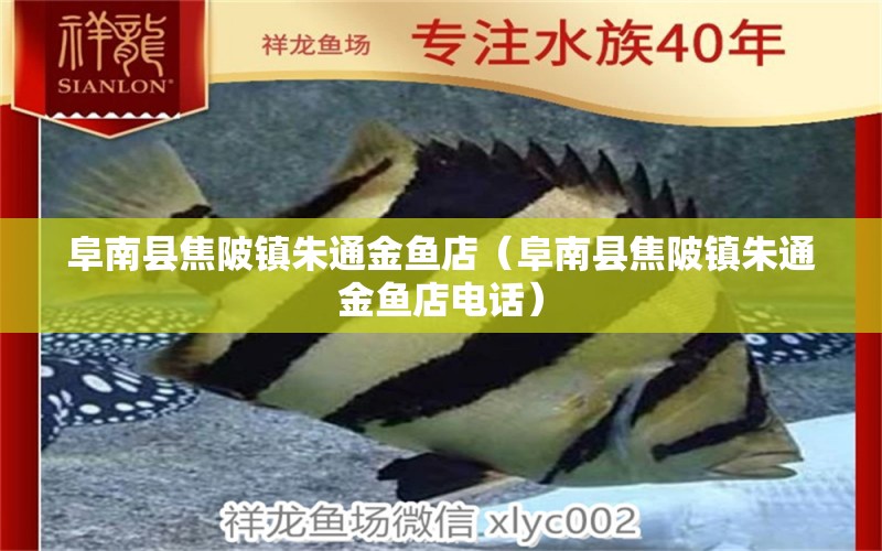 阜南縣焦陂鎮(zhèn)朱通金魚店（阜南縣焦陂鎮(zhèn)朱通金魚店電話）