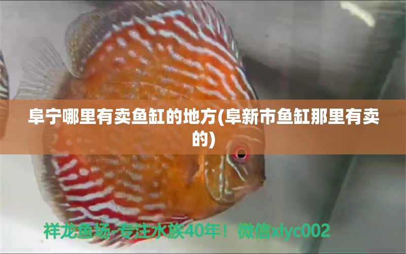 阜寧哪里有賣魚(yú)缸的地方(阜新市魚(yú)缸那里有賣的)