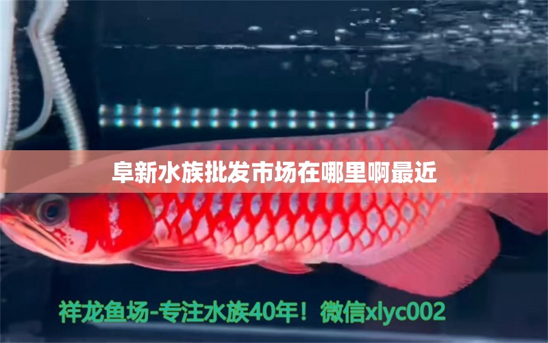 阜新水族批發(fā)市場在哪里啊最近 觀賞魚水族批發(fā)市場