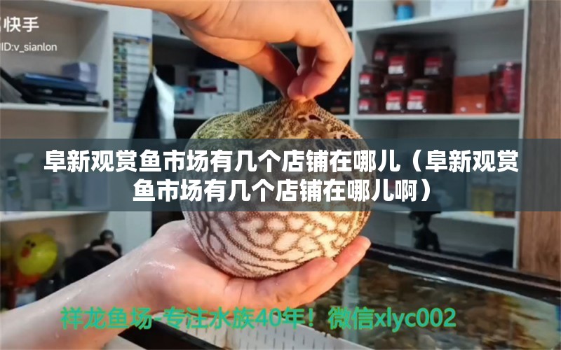 阜新觀賞魚市場有幾個店鋪在哪兒（阜新觀賞魚市場有幾個店鋪在哪兒?。? title=