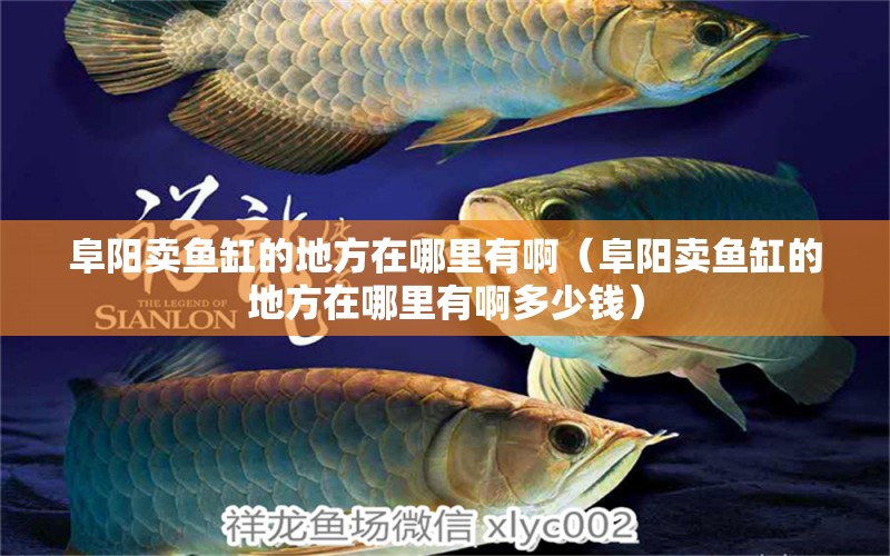 阜陽(yáng)賣魚缸的地方在哪里有?。ǜ逢?yáng)賣魚缸的地方在哪里有啊多少錢）