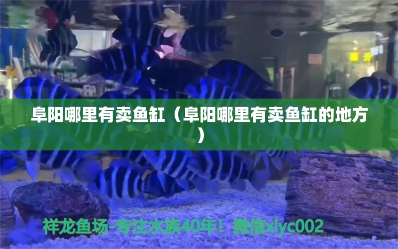 阜陽哪里有賣魚缸（阜陽哪里有賣魚缸的地方） 其他品牌魚缸